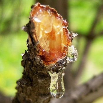 109487523_1868538_tall_pitch_oil_uni